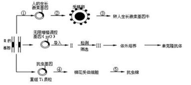 基因工程核心步驟與植物組織培養(yǎng)技術解析